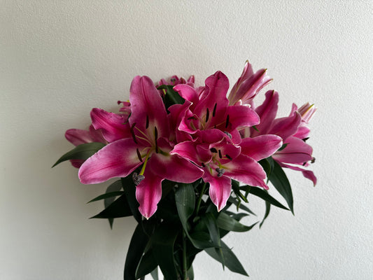 Pink oriental lilies